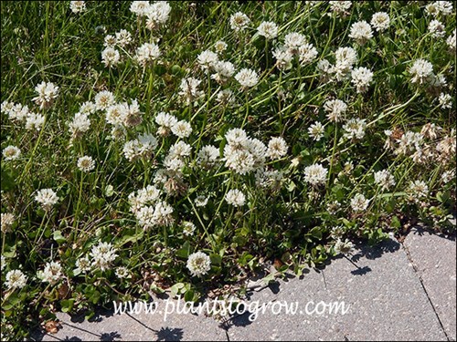 Growing in the lawn during a dry period.